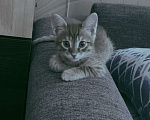 Кошки в Челябинске: Отдам в добрые руки Девочка, Бесплатно - фото 3