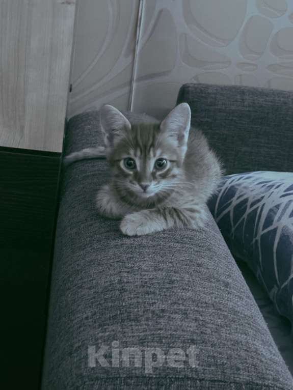 Кошки в Челябинске: Отдам в добрые руки Девочка, Бесплатно - фото 3