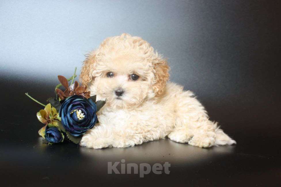 Собаки в Москве: Мальчик Мальтипу f1 Мальчик, 100 000 руб. - фото 2