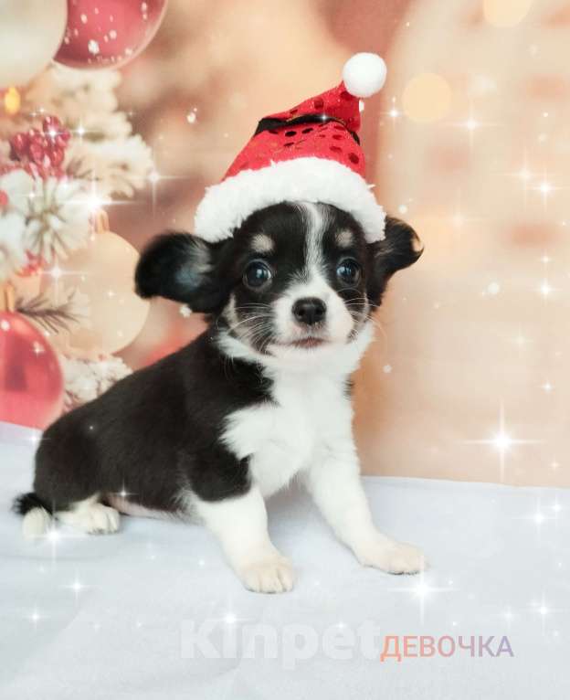 Собаки в Ногинске: Девочка-припевочка  Девочка, 40 000 руб. - фото 1