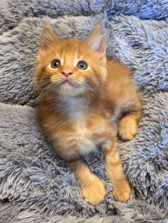 Кошки в Санкт-Петербурге: котенок мейн-кун# Мальчик, 50 000 руб. - фото 3