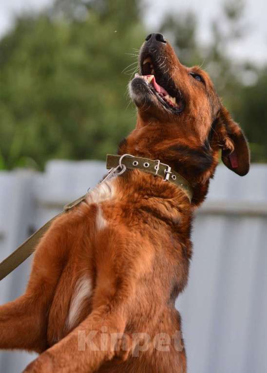 Собаки в Воронеже: Верный пёс в добрые руки  Мальчик, Бесплатно - фото 2