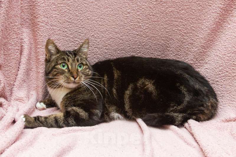 Кошки в Москве: Мраморная бенгальская красавица Мелиса в добрые руки Девочка, 1 руб. - фото 2