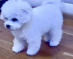 Собаки в Уфе: Бишон фризе щенок Мальчик, 80 000 руб. - фото 1