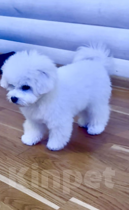 Собаки в Уфе: Бишон фризе щенок Мальчик, 80 000 руб. - фото 1