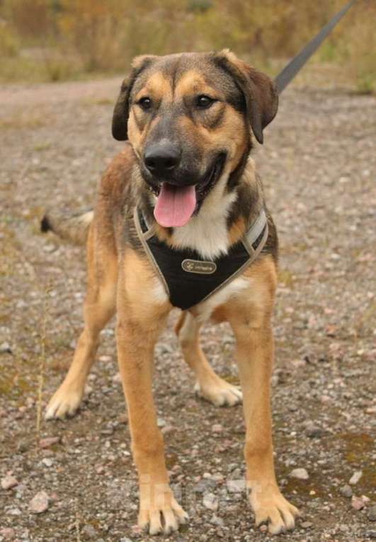 Собаки в Санкт-Петербурге: Рыжий весёлый красавчик Мальчик, Бесплатно - фото 6