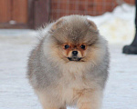 Собаки в Москве: Шикарный мальчик Мальчик, 100 000 руб. - фото 1