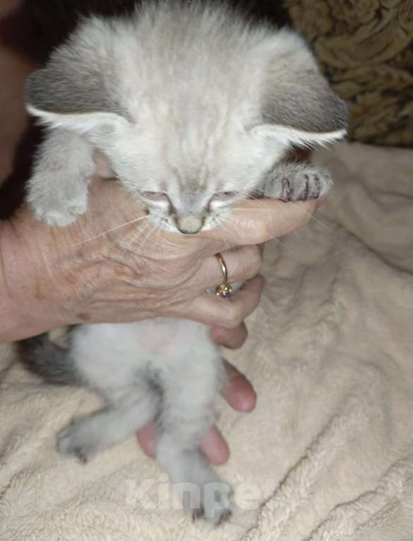 Кошки в Пензе: сиамская кошка Девочка, Бесплатно - фото 1