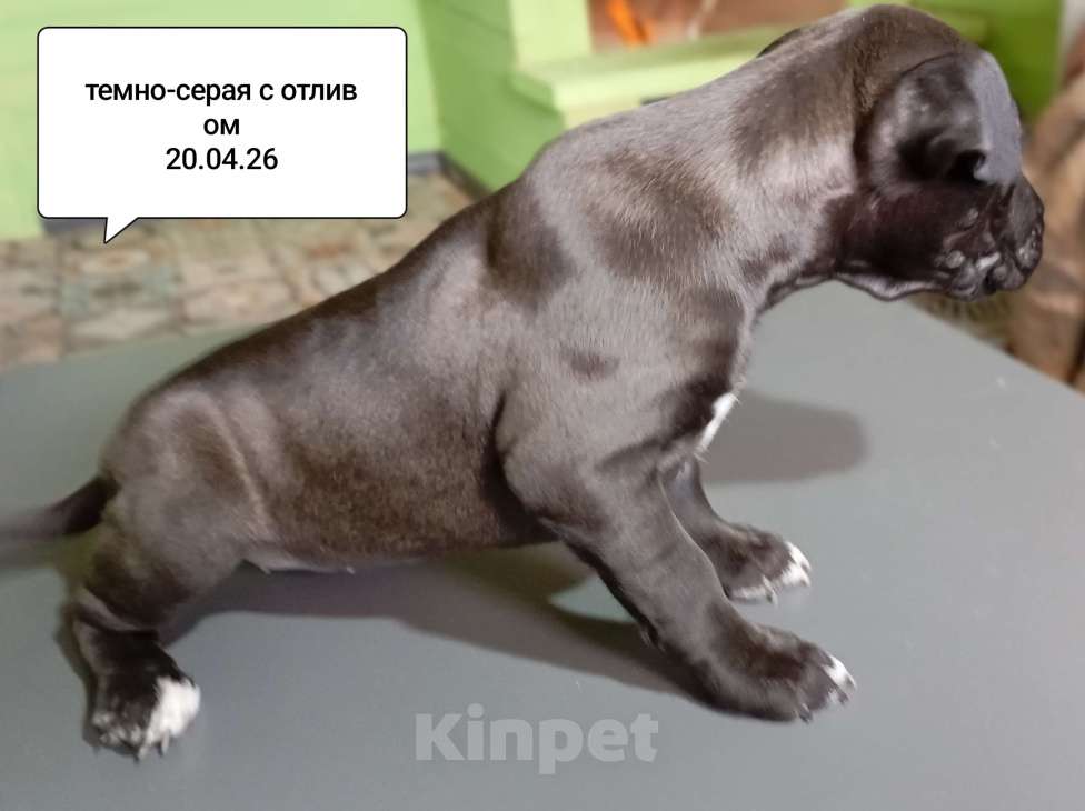 Собаки в других городах Московской области: Американский питбультерьер щенок девочка. Темно- серая Девочка, 35 000 руб. - фото 4