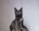 Кошки в Ейске: котята Мейн-Кун Девочка, Бесплатно - фото 2