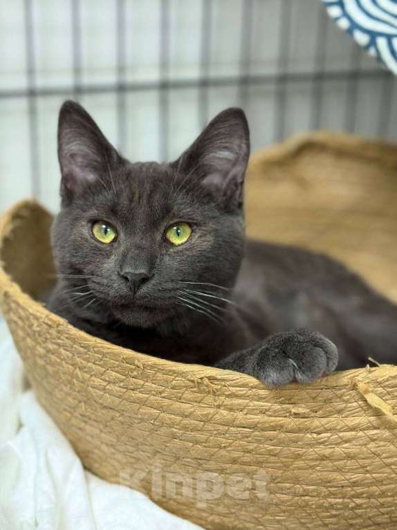 Кошки в Москве: Кот Василий ищет дом Мальчик, Бесплатно - фото 4