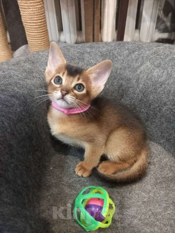 Кошки в Тюмени: Абиссинские котята Девочка, 55 000 руб. - фото 3