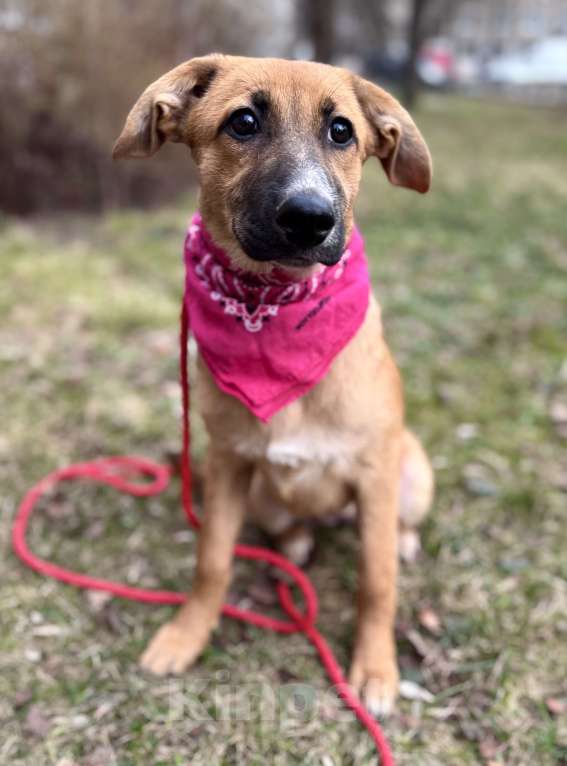 Собаки в Москве: Щенок Минди ищет дом Девочка, Бесплатно - фото 5
