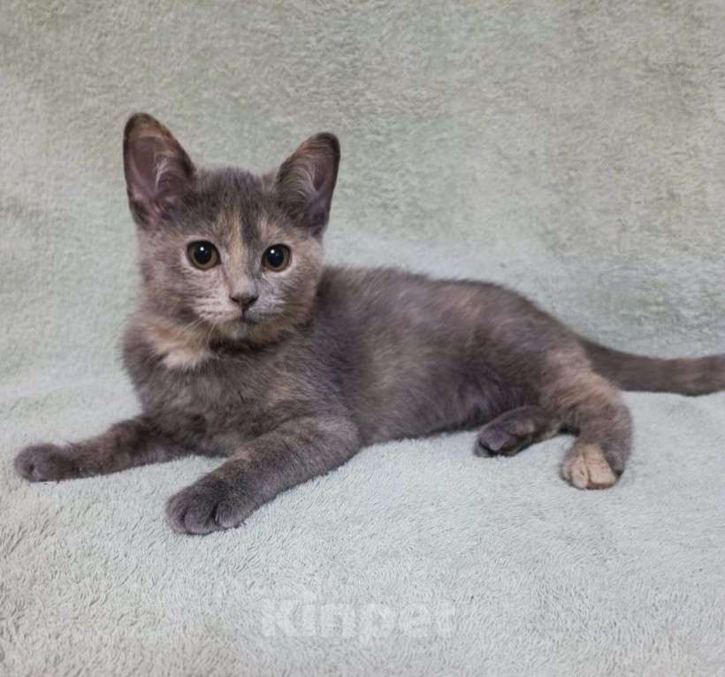 Кошки в Москве: Нежная двухмесячная малышка по имени Игруля 🤍 Девочка, Бесплатно - фото 5