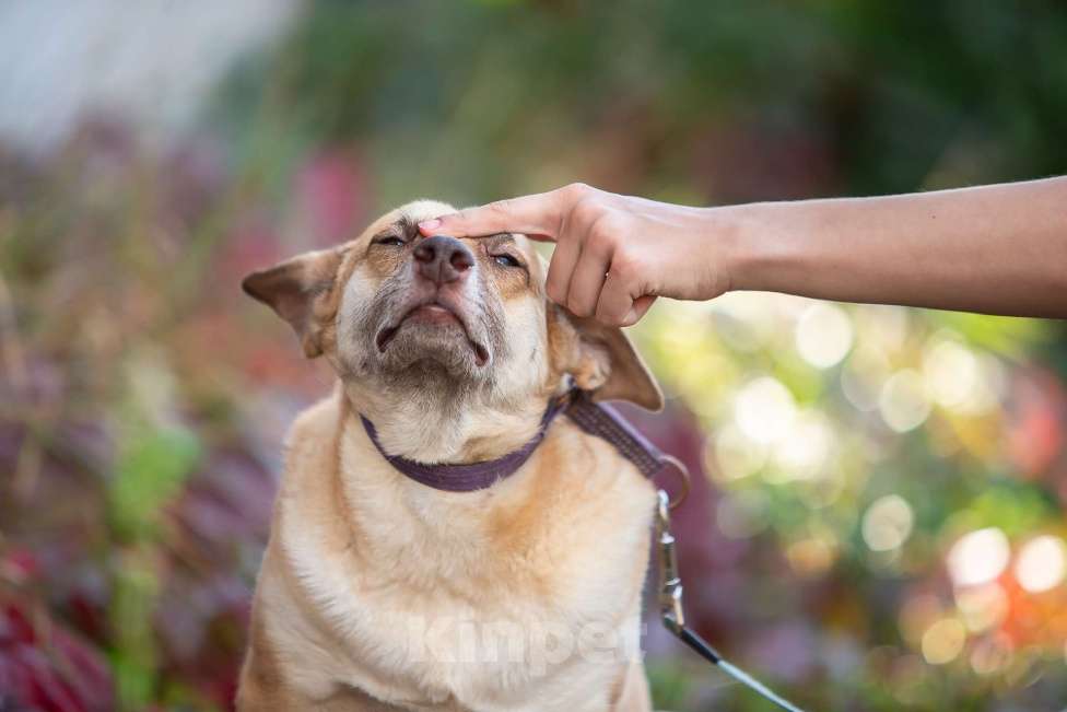 Собаки в Москве: Домашняя собака в поисках своей семьи Девочка, Бесплатно - фото 8