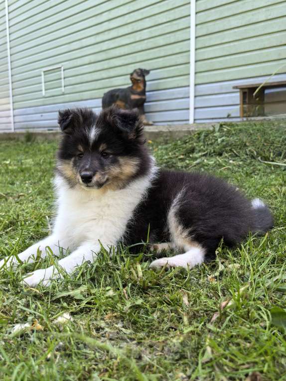 Собаки в Санкт-Петербурге: Трёхколерная девочка шелти Девочка, Бесплатно - фото 6