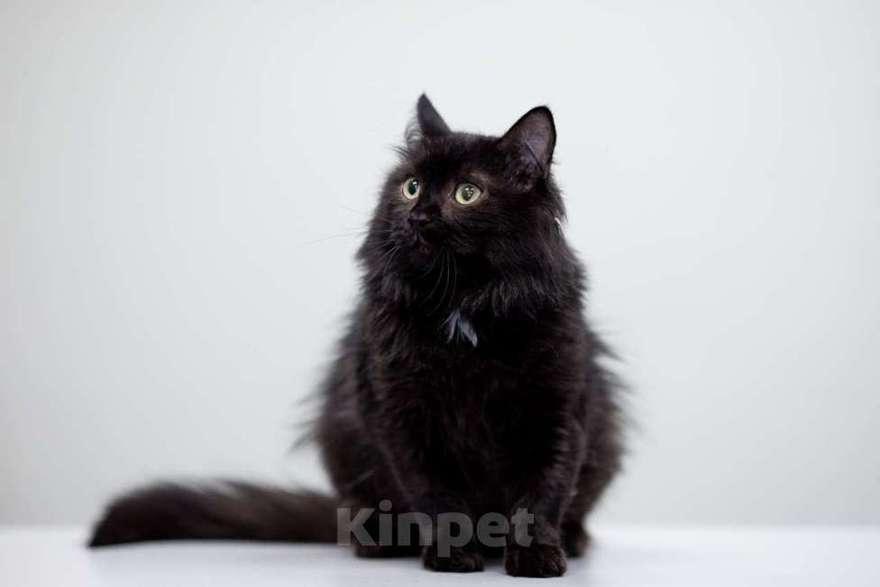 Кошки в Москве: кот Банан добрые руки Мальчик, Бесплатно - фото 2