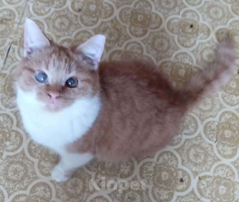 Кошки в Москве: Ярко-рыжий шотландский котик Мальчик, Бесплатно - фото 5