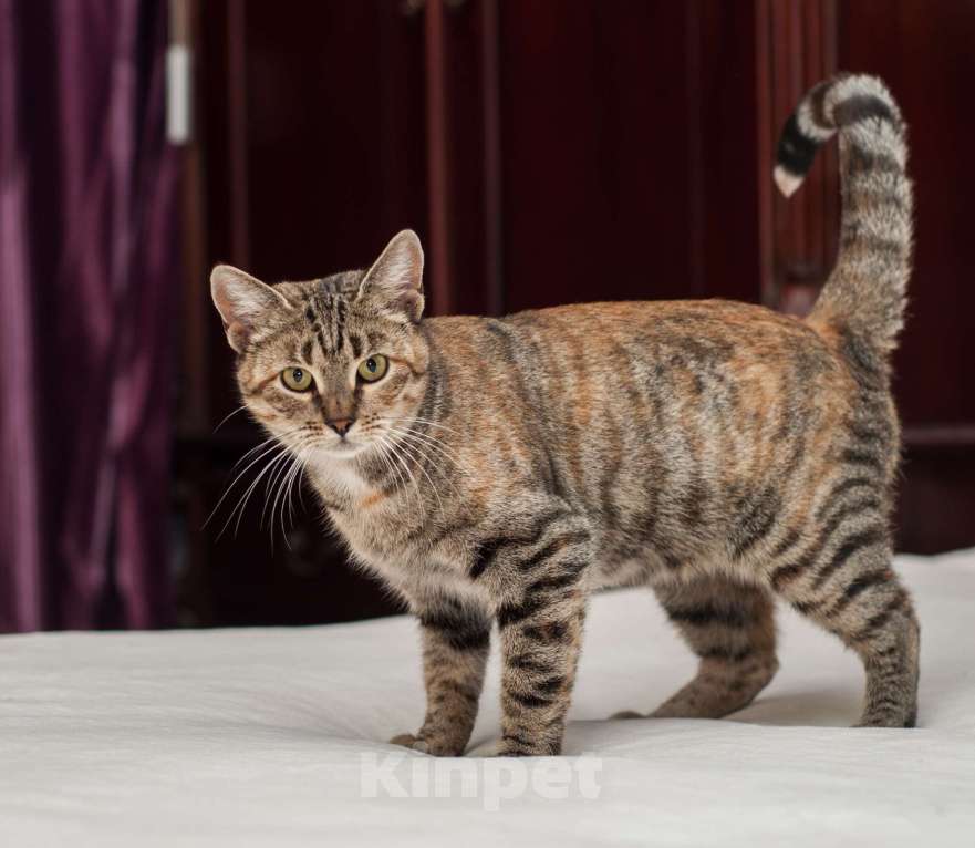 Кошки в Санкт-Петербурге: Тигруша ищет теплый дом и доброе сердце Девочка, Бесплатно - фото 2