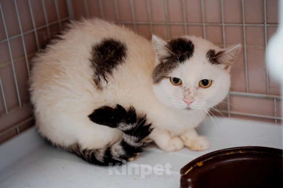 Кошки в Вологде: Паинька Девочка, Бесплатно - фото 2