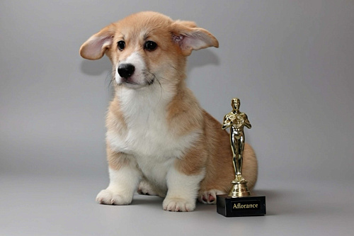 Щенок вельш корги пемброк