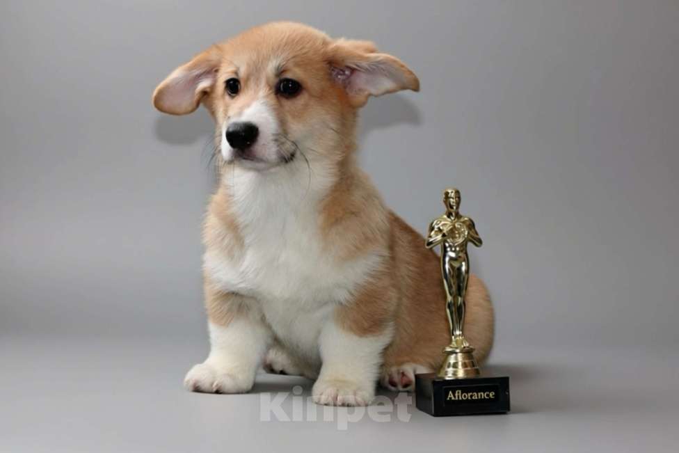 Собаки в Санкт-Петербурге: Щенок вельш корги пемброк Мальчик, 70 000 руб. - фото 1