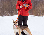 Собаки в Москве: Небольшая очень ласковая девочка из приюта Девочка, Бесплатно - фото 4