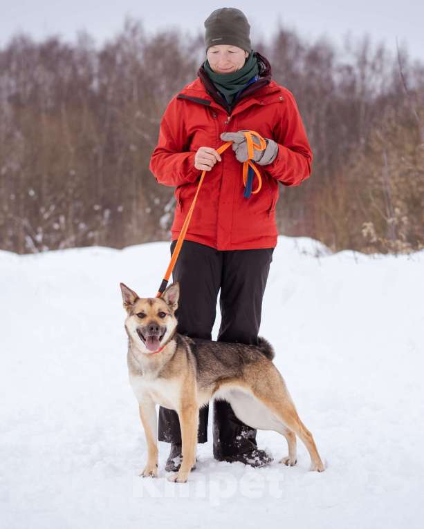 Собаки в Москве: Небольшая очень ласковая девочка из приюта Девочка, Бесплатно - фото 4