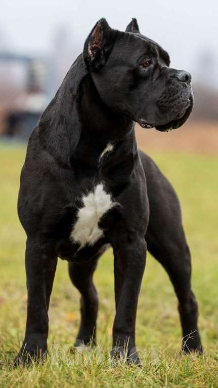 Собаки в Нижнем Новгороде: Кане Корсо  Мальчик, Бесплатно - фото 3