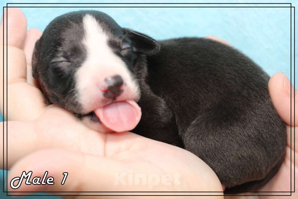 Собаки в Москве: Роскошный щенок уиппета. Мальчик, Бесплатно - фото 8