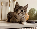 Кошки в Москве: Котенок в добрые руки Мальчик, Бесплатно - фото 4