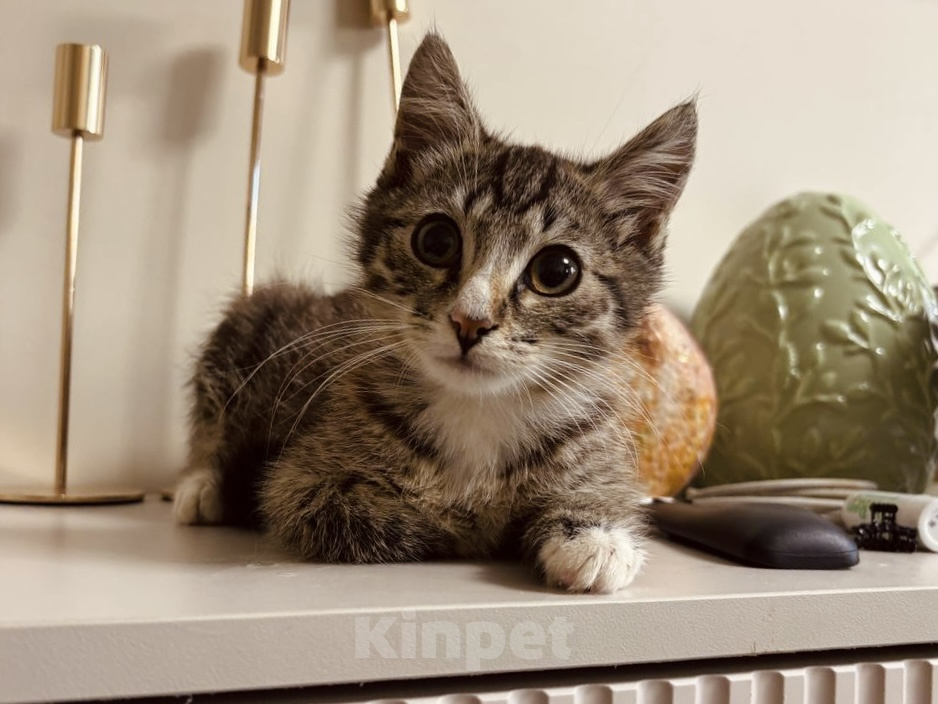 Кошки в Москве: Котенок в добрые руки Мальчик, Бесплатно - фото 4