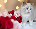 Кошки в Москве: Малыши Рэгдолл к Дню Всех Влюбленных  Мальчик, 90 000 руб. - фото 1