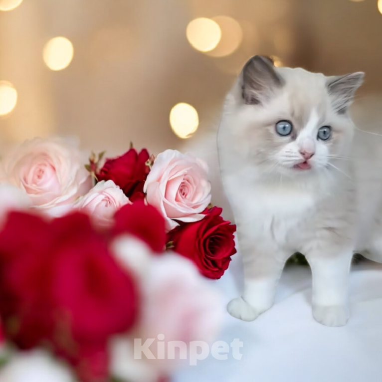 Кошки в Москве: Малыши Рэгдолл к Дню Всех Влюбленных  Мальчик, 90 000 руб. - фото 1