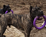 Собаки в Краснодаре: Молодые кане-Корсо готовы к переезду Мальчик, 30 000 руб. - фото 6