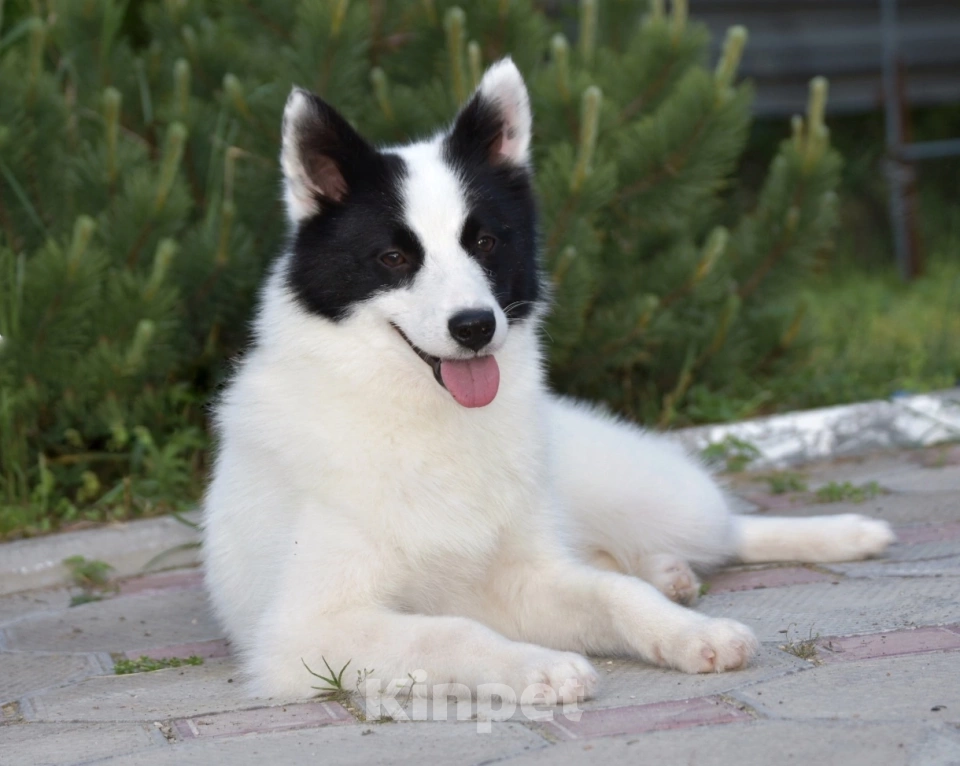 Собаки в Москве: Ненецкая оленегонная лайка. Кобель Халзан. Мальчик, 50 000 руб. - фото 5