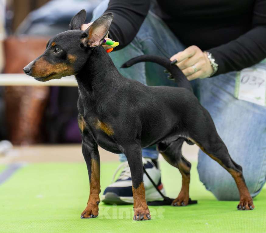 Собаки в Краснодаре: Цвергпинчер для вязок Мальчик, 20 руб. - фото 1