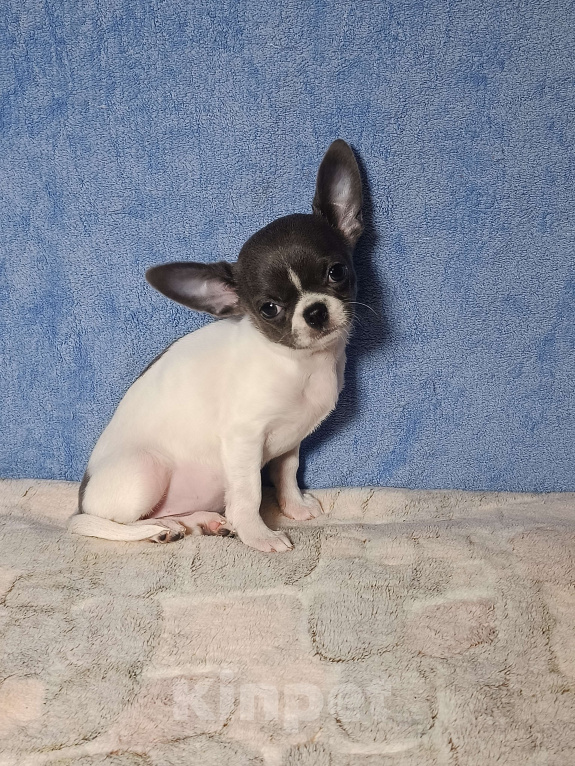 Собаки в Москве: Кукольная девочка в горошек Девочка, 50 000 руб. - фото 5