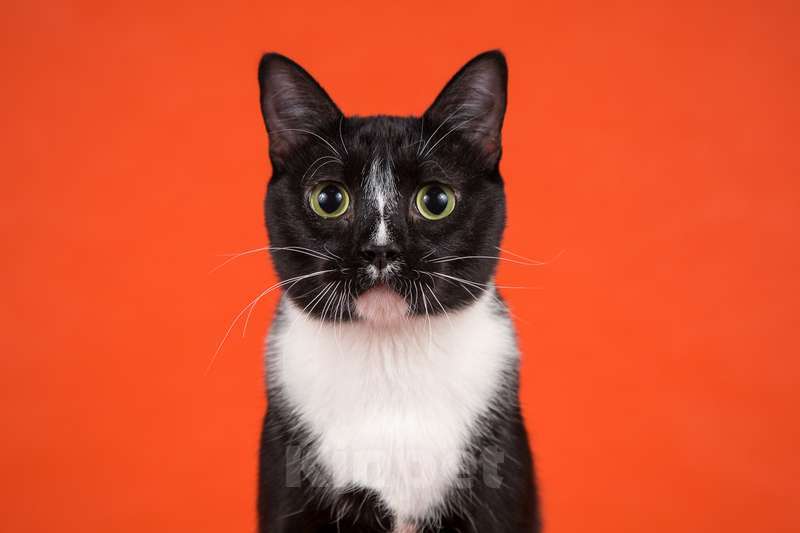 Кошки в Москве: Смышленый, ласковый молодой котик Ося ищет семью Мальчик, Бесплатно - фото 8