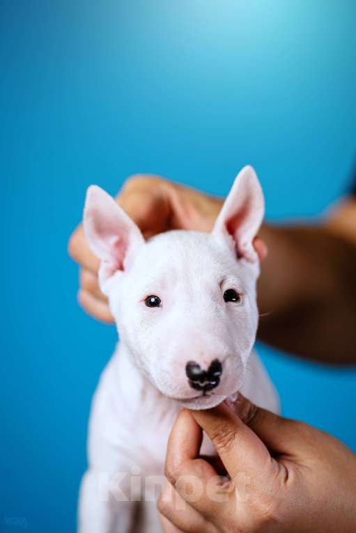 Собаки в Москве: Миниатюрный бультерьер Мальчик, 100 000 руб. - фото 2