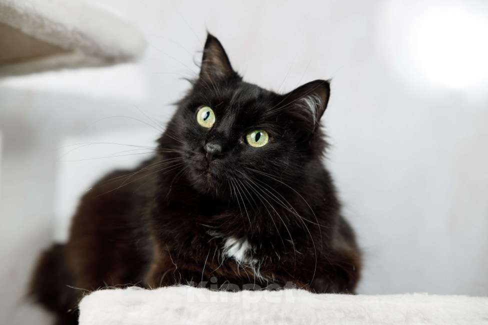 Кошки в Москве: Пушистая кошка в добрые руки Девочка, 15 руб. - фото 1