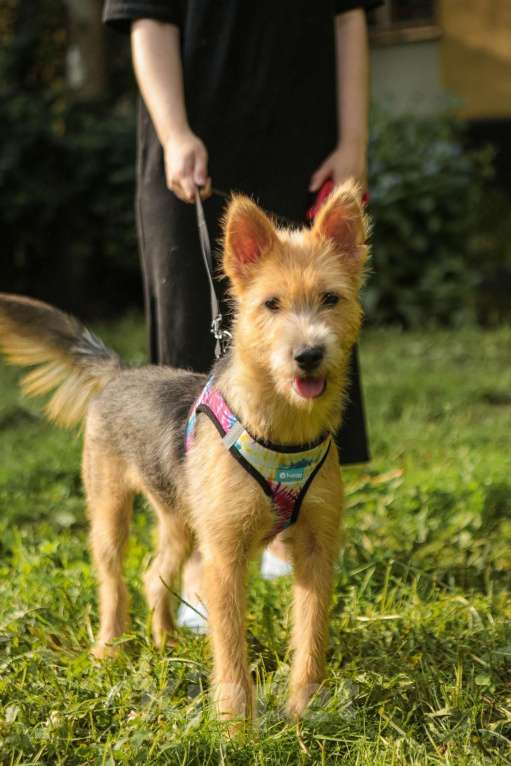 Собаки в Санкт-Петербурге: Очаровательная небольшая собачка Кнопка ищет дом! Девочка, Бесплатно - фото 4