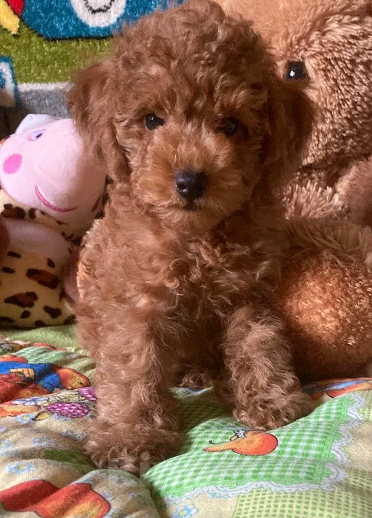 Собаки в Москве: Щенок той-пуделя Мальчик, Бесплатно - фото 4