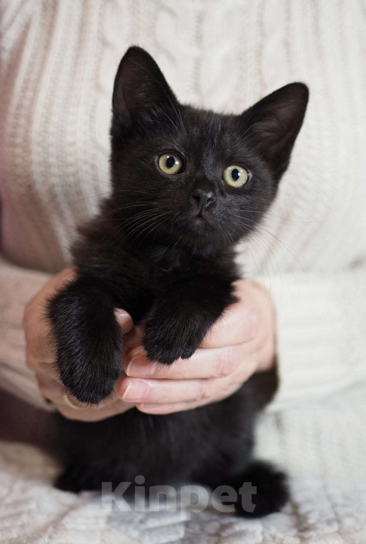 Кошки в Москве: Котёнок Фуджи в добрые руки  Мальчик, Бесплатно - фото 2