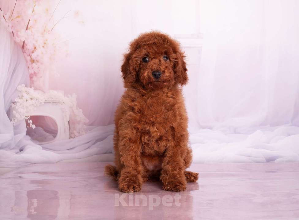 Собаки в Перми: Солнышки Разнополые, Бесплатно - фото 2