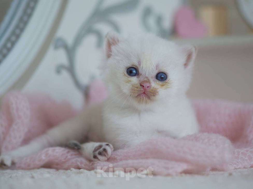 Кошки в Москве: Британский мальчик Фан-Фан Мальчик, 100 000 руб. - фото 7