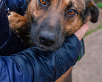 Собаки в Москве: Коржик ищет добрых любимых хозяев  Мальчик, 10 руб. - фото 7