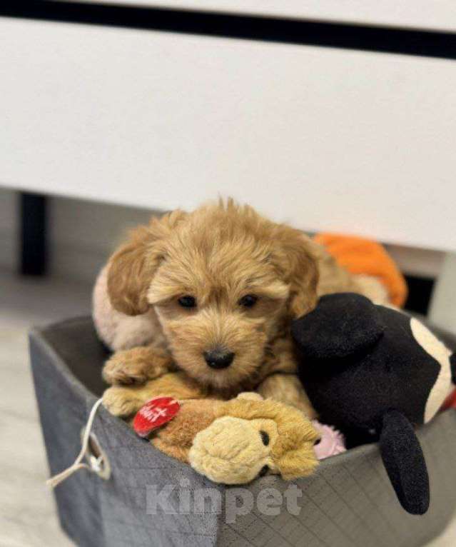 Собаки в Самаре: Мальтипу щенки 3 месяца Разнополые, 29 000 руб. - фото 3