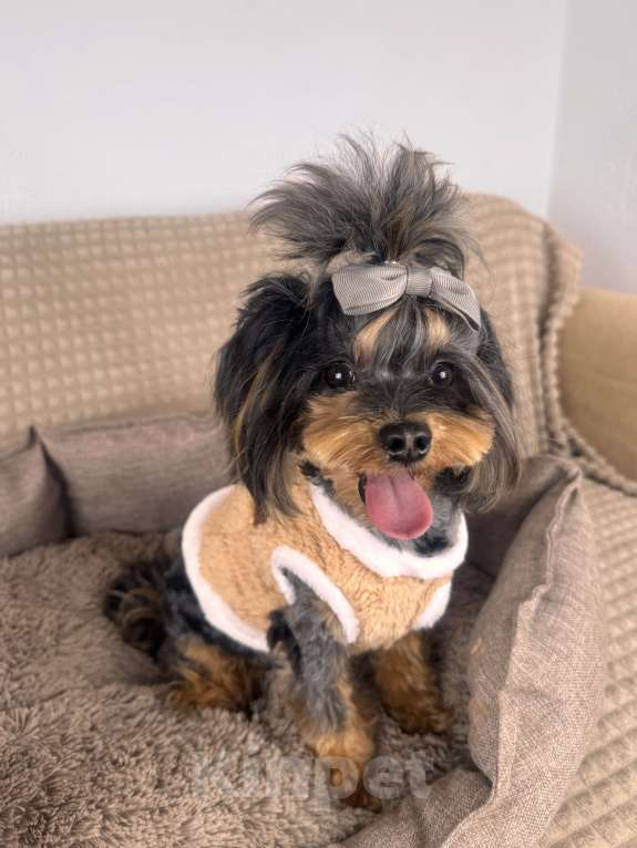 Собаки в Москве: Мальтипу мерле подрощенный мальчик  Мальчик, 100 000 руб. - фото 2