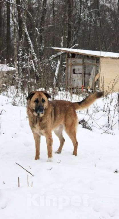 Собаки в Раменском: Парень Салли ищет дом Мальчик, Бесплатно - фото 6
